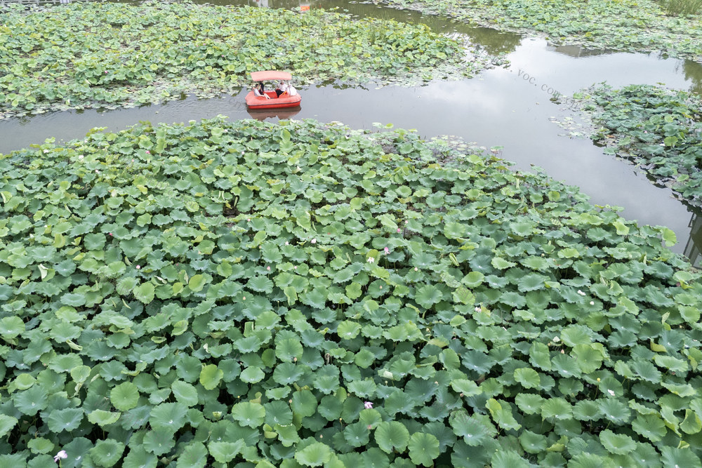 娄底 荷花 赏荷 假期 端午 清凉经济 生态