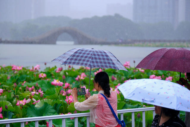 月湖公园，荷花