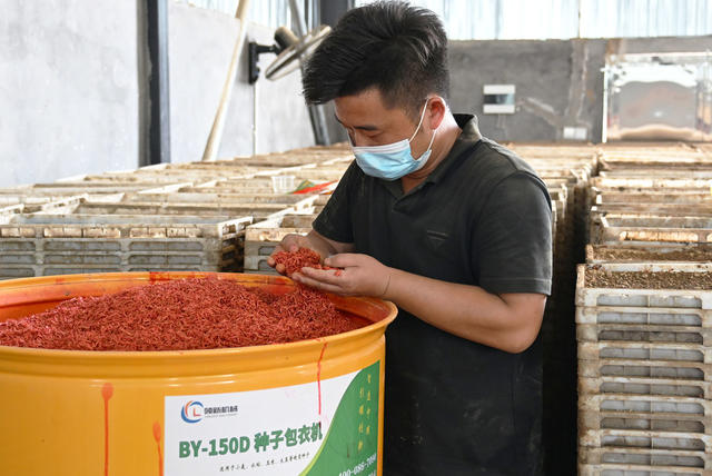 二十四节气  夏至  农事  晚稻育秧  播种制盘