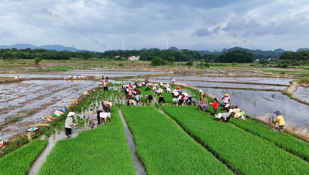 夏至农忙