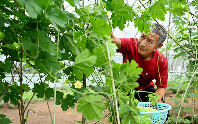 夏至，节气，农时，采收，夏收，劳作，农事，农民，蔬菜，辣椒，苦瓜，忙碌，田间，地头，大棚