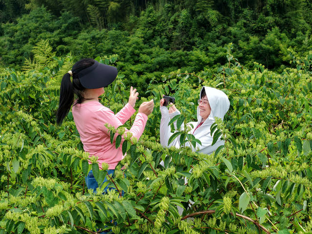 金银花助推乡村游