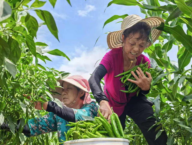 嘉禾：套种产业助增收
