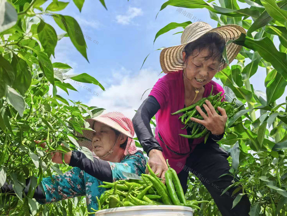 嘉禾：套种产业助增收