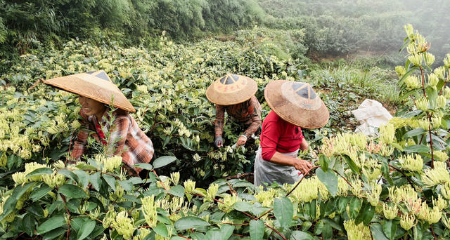 农村  种植  中药材  山银花  怀化中方