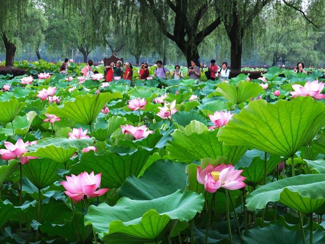 荷花盛开，湖南烈士公园