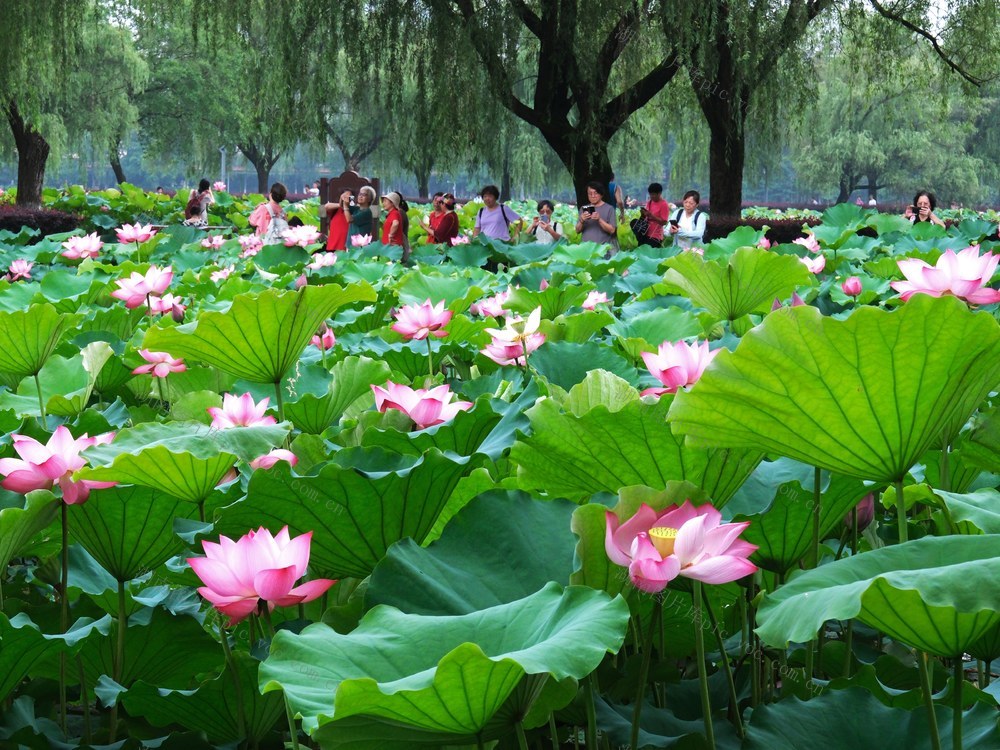 荷花盛开，湖南烈士公园