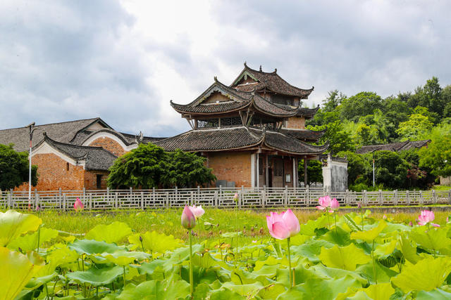 古村  荷花  荷韵  美景