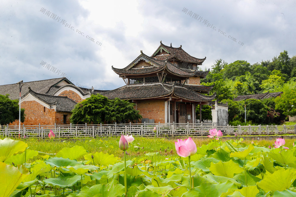 古村  荷花  荷韵  美景