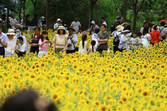 人民公园 健康 步道 花卉 