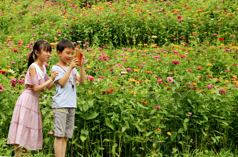 格桑花、盛花期、国道 106 线、桂东、中国氧都、长寿桂东、文旅融合、四方客人、赏花、幸福生活