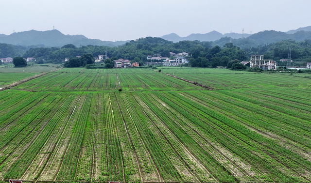 美丽囗田园
