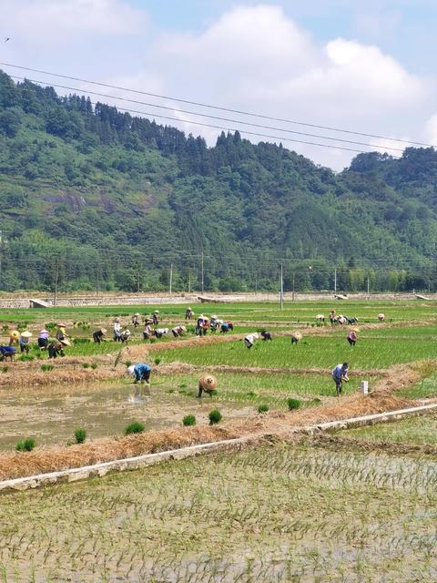 村民 抢 时间 移栽 中稻 秧苗