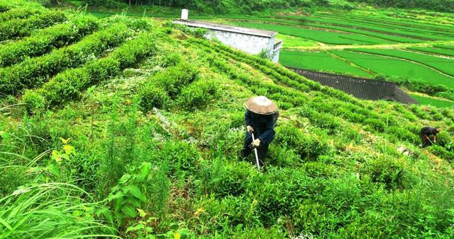 夏茶 管护 增收