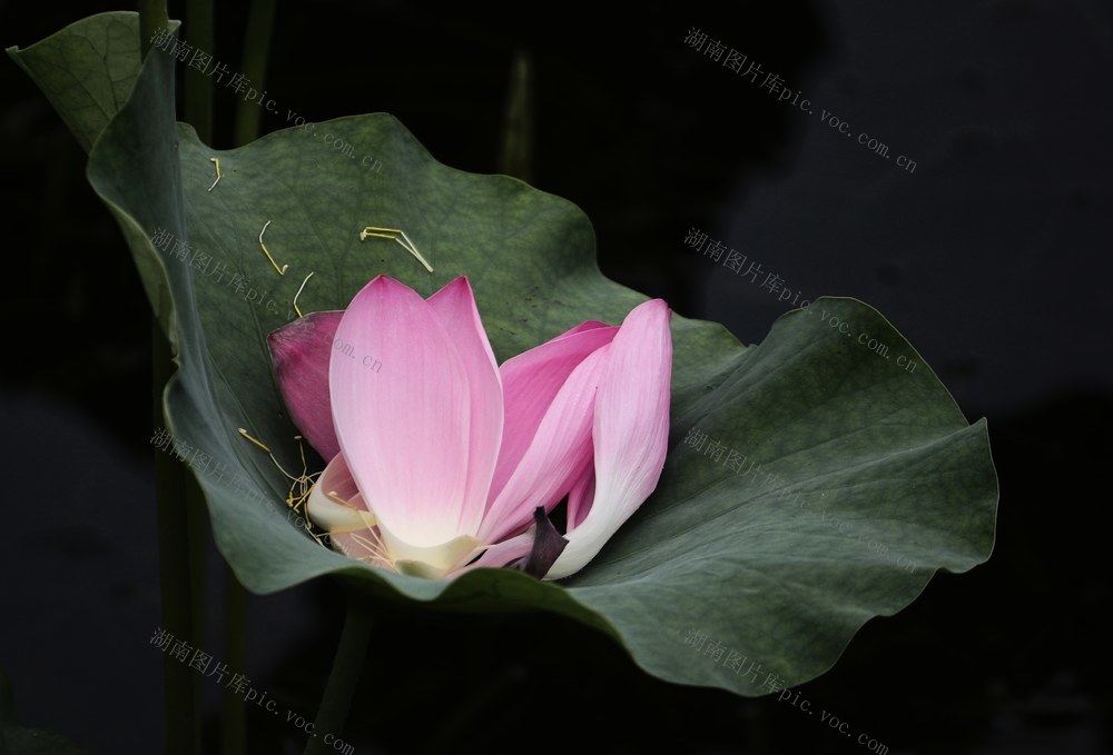 梅溪湖荷花