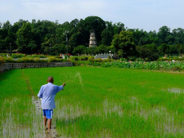九峰山村，施肥