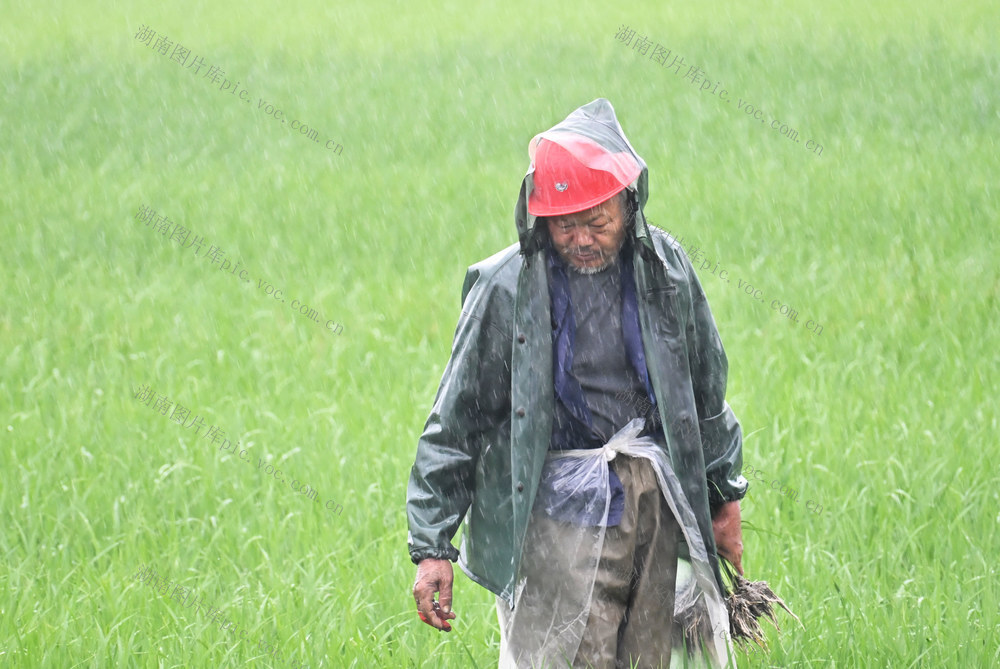 盛夏  农事  雨季  水稻  红薯