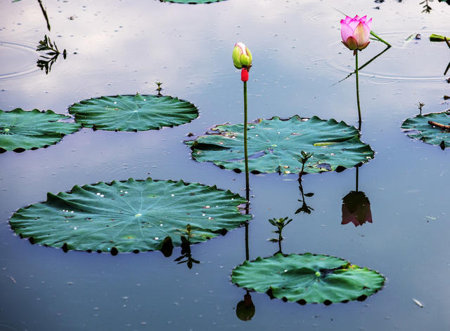荷花