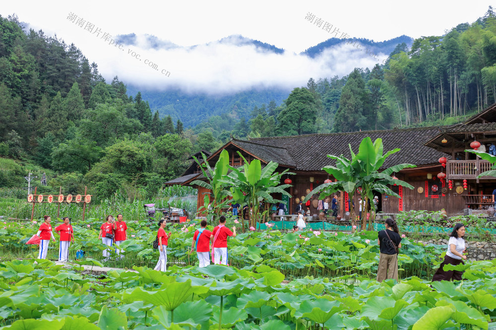 湖南，龙山，古寨，荷花，游人，蜂儿