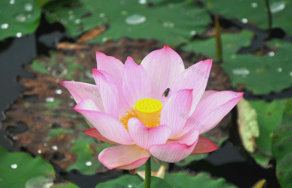 荷花 蜜蜂 嬉戏