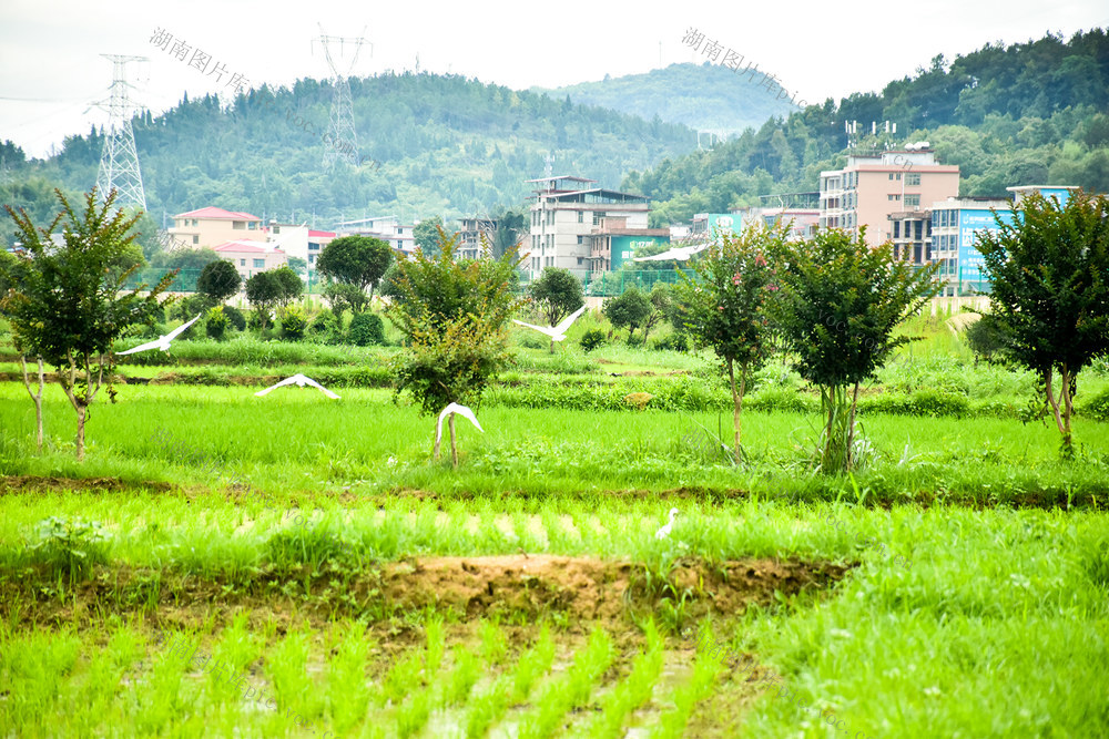 鹭栖 稻田 绘夏乡景