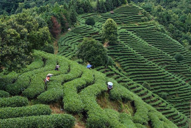 农业、茶叶、采茶、农忙、产业