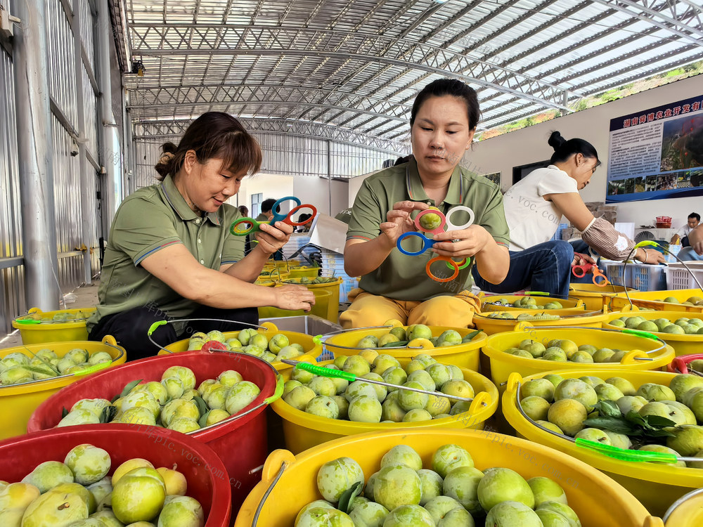 嘉禾：特色果业助增收