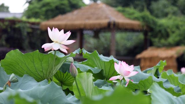 盛夏 宁远 荷花 绽放 
