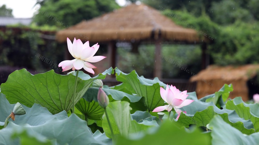 盛夏 宁远 荷花 绽放 
