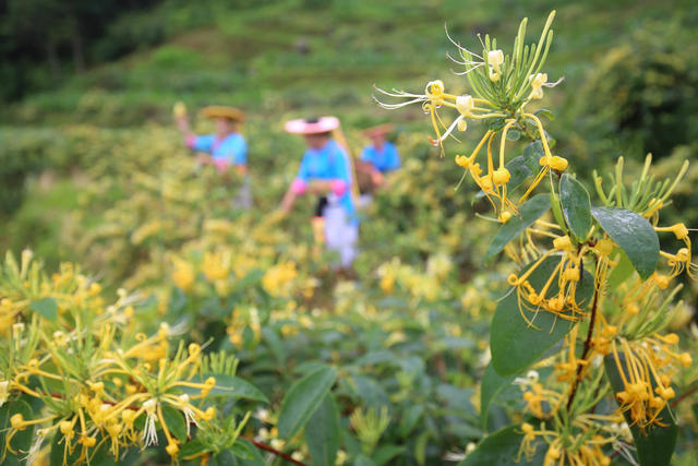 金银花 花瑶 中国金银花之乡 精深加工 道地中药材 乡村振兴 特色产业