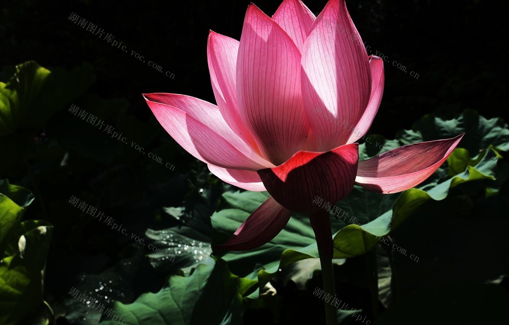 赏荷，采摘蔬菜