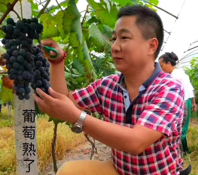 采摘 葡萄 乐趣