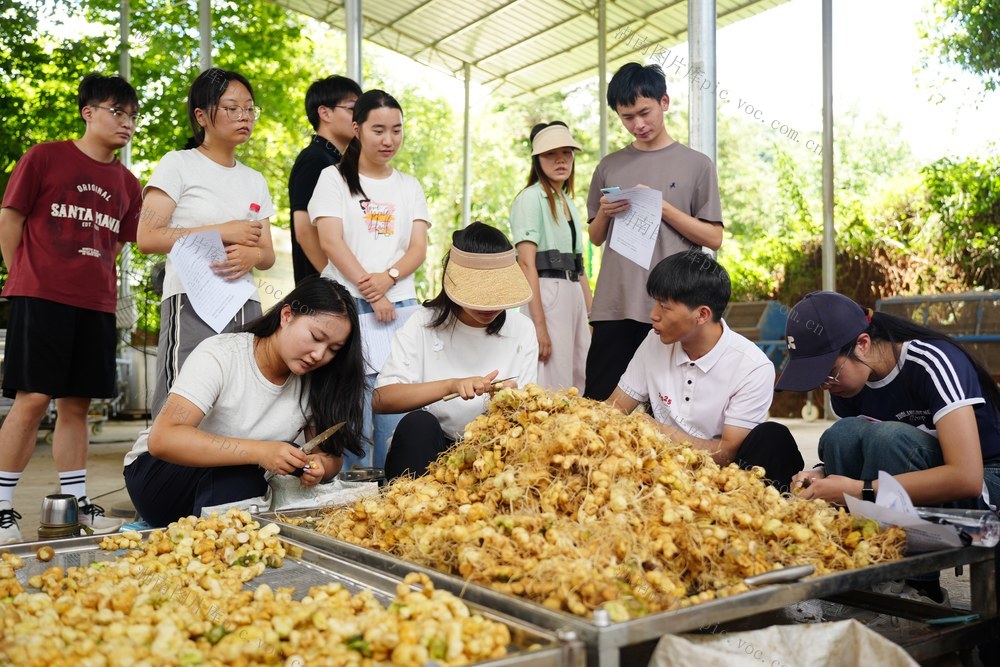 暑期实践、大学生、公益、乡村、产业