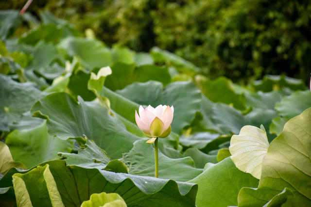 小暑荷塘绽芳华
