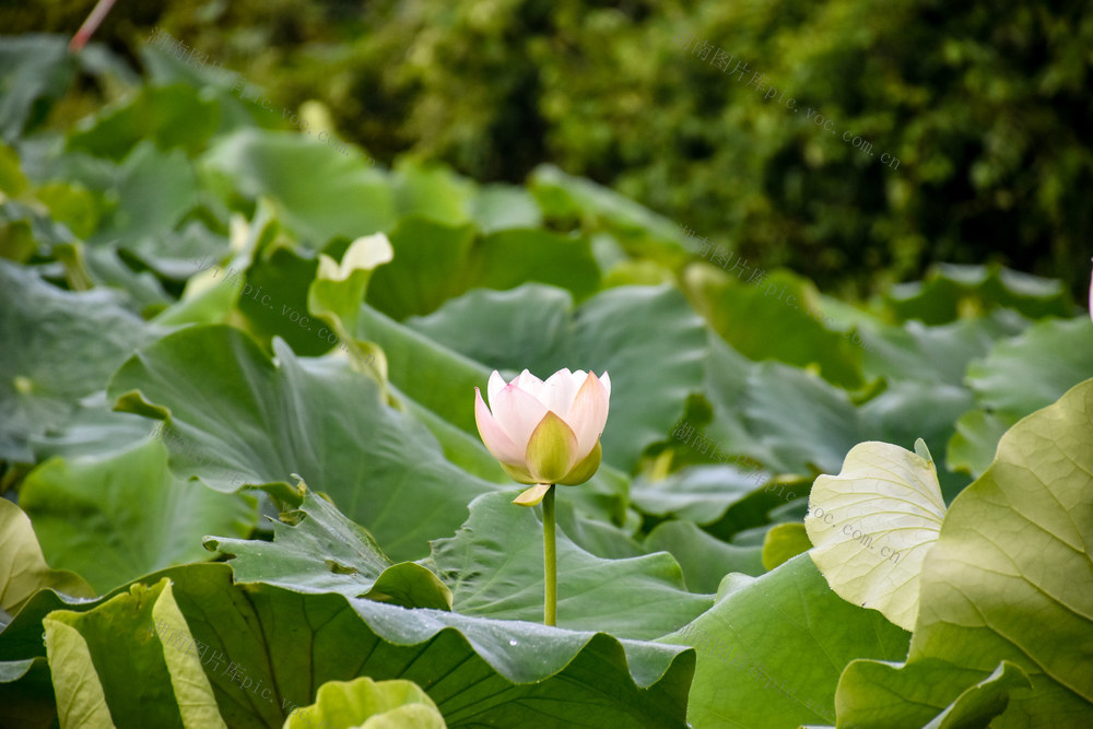 小暑荷塘绽芳华
