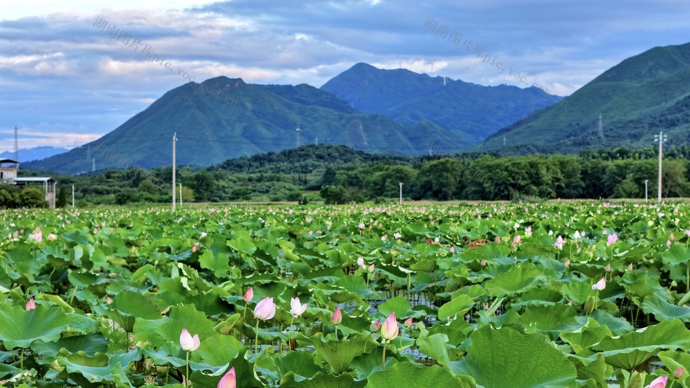 常宁 荷花 村庄 远山 美景