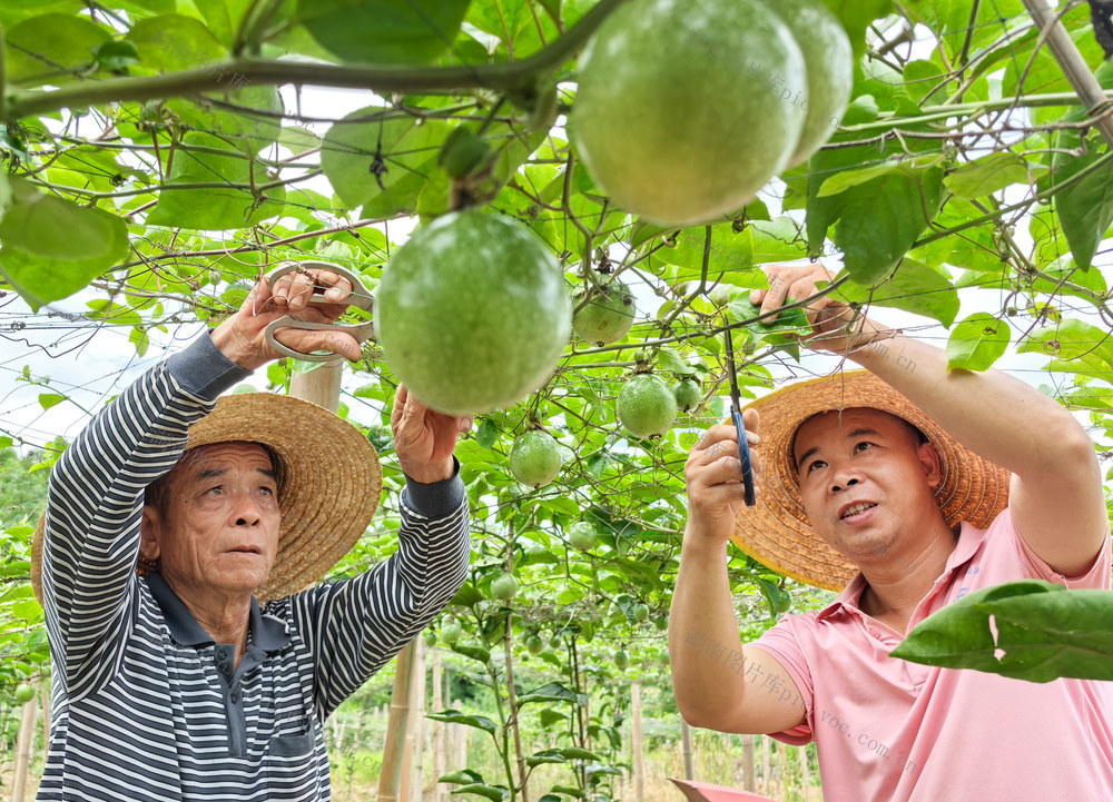 嘉禾：百香果管护忙