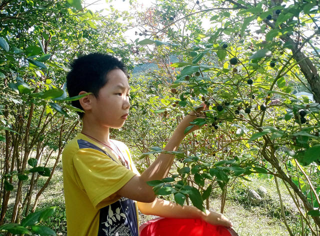 蓝莓 采摘  乐趣
