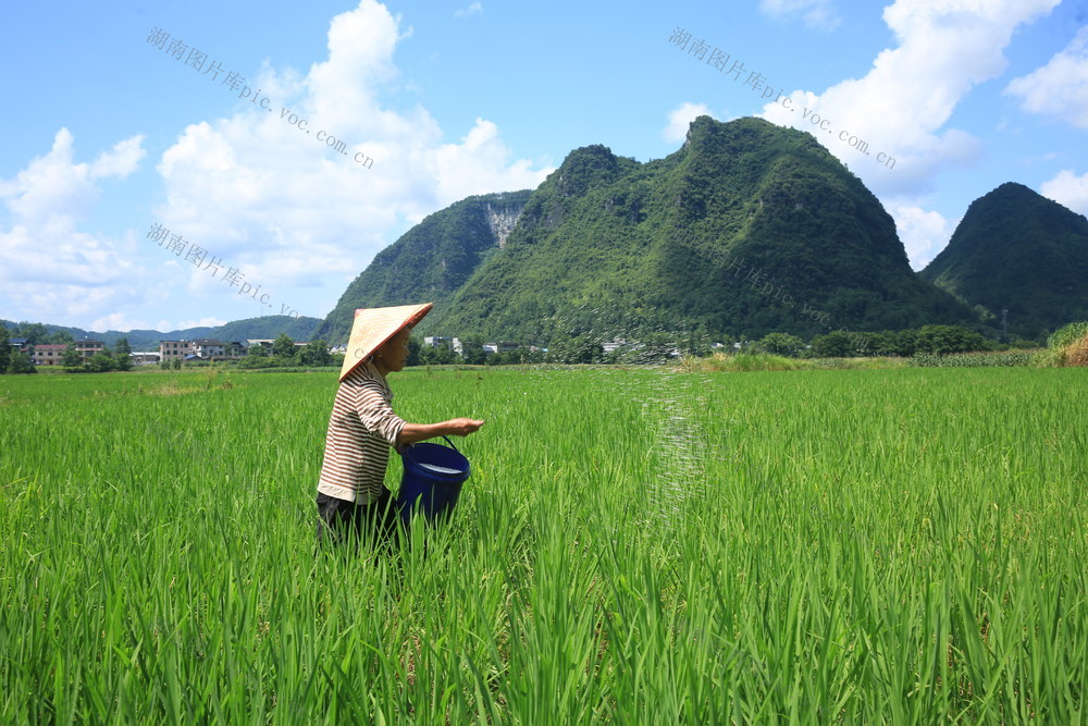 水稻