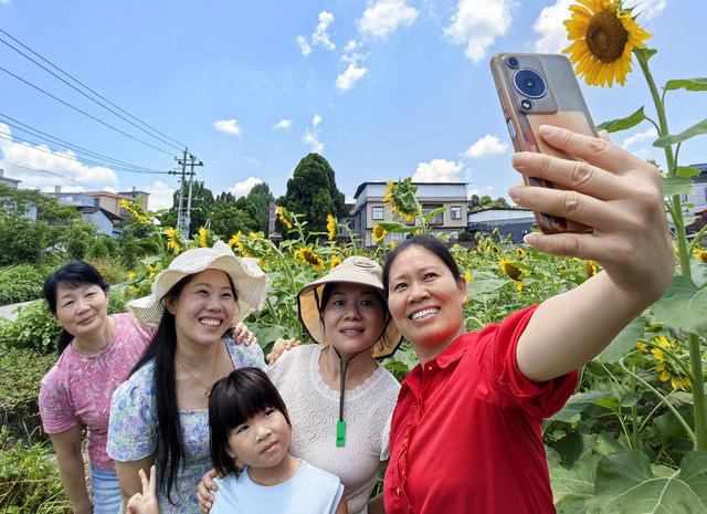 嘉禾：向日葵盛开迎客来
