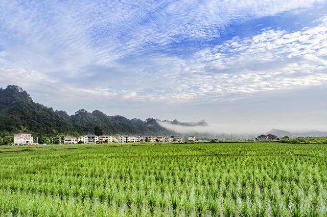 侗族 乡村 田园 水稻 青山 路 民居 村民 劳作 美丽 画卷