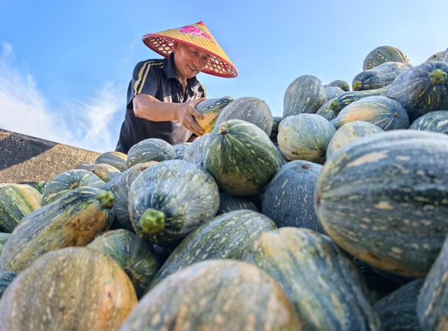 嘉禾：香芋南瓜喜丰收