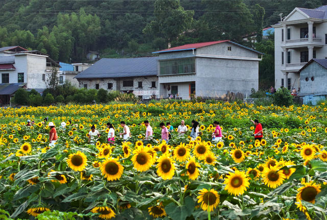 游客   郴州市  苏仙区  五盖山镇  向日葵  游览 
 打卡  金黄    山野 
 田园  特色  花海  观光  乡村  休闲  旅游
