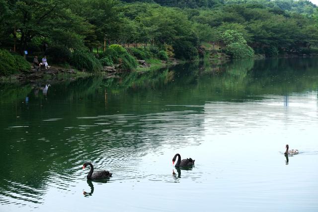 湖南省植物园，樱花湖