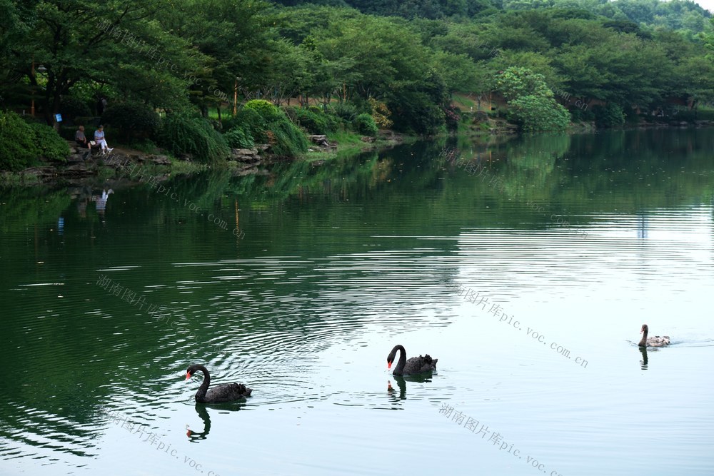 湖南省植物园，樱花湖