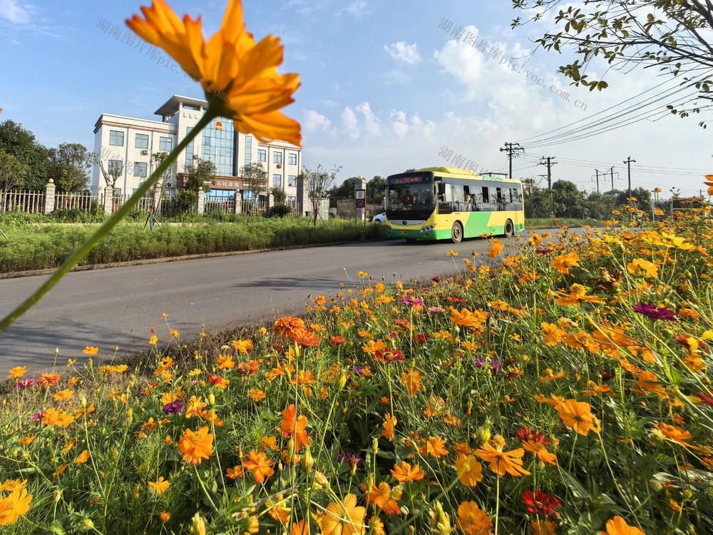 嘉禾：鲜花盛开 路畅景美
