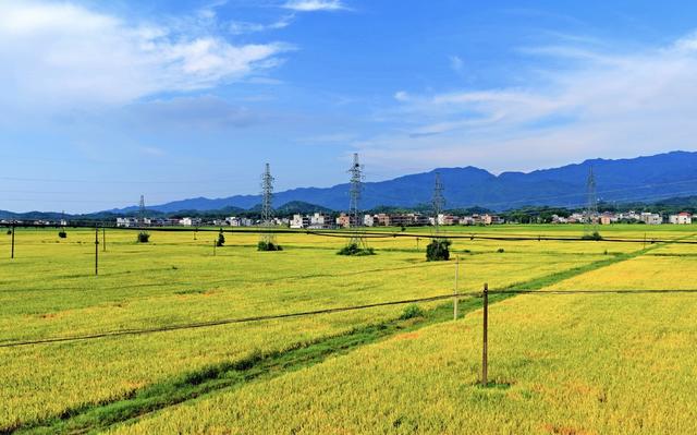 湖南 常宁 早稻 村庄 道路 蓝天 丰收美景
