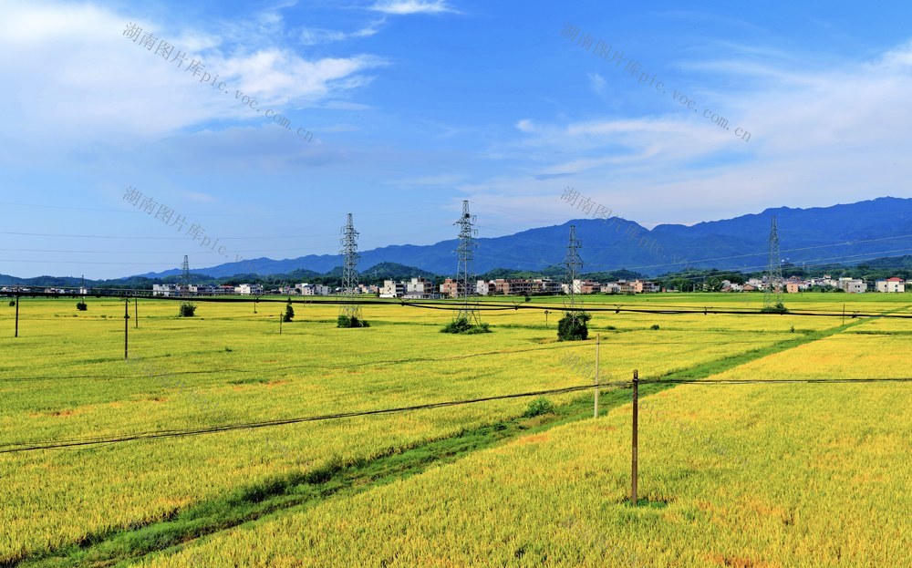 湖南 常宁 早稻 村庄 道路 蓝天 丰收美景