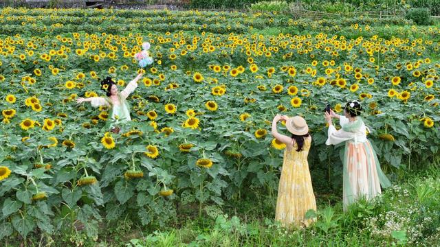 游客  郴州市  苏仙区  五盖山  大奎上  向日葵  赏花  拍照  市民  游客  田园风光 