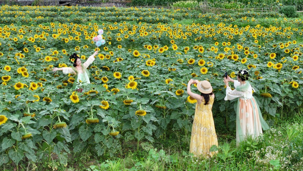 游客  郴州市  苏仙区  五盖山  大奎上  向日葵  赏花  拍照  市民  游客  田园风光 